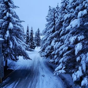 Meet your Posher, Bea